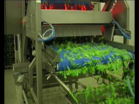 Rayfly optical sorting machine for unwashed salad | RAYTEC VISION SpA