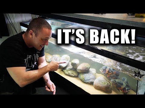 The oscar aquarium is BACK!!!