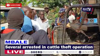 Several arrested in cattle theft operation