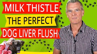 Milk Thistle For Dogs Liver - The Perfect Liver Flush (Here