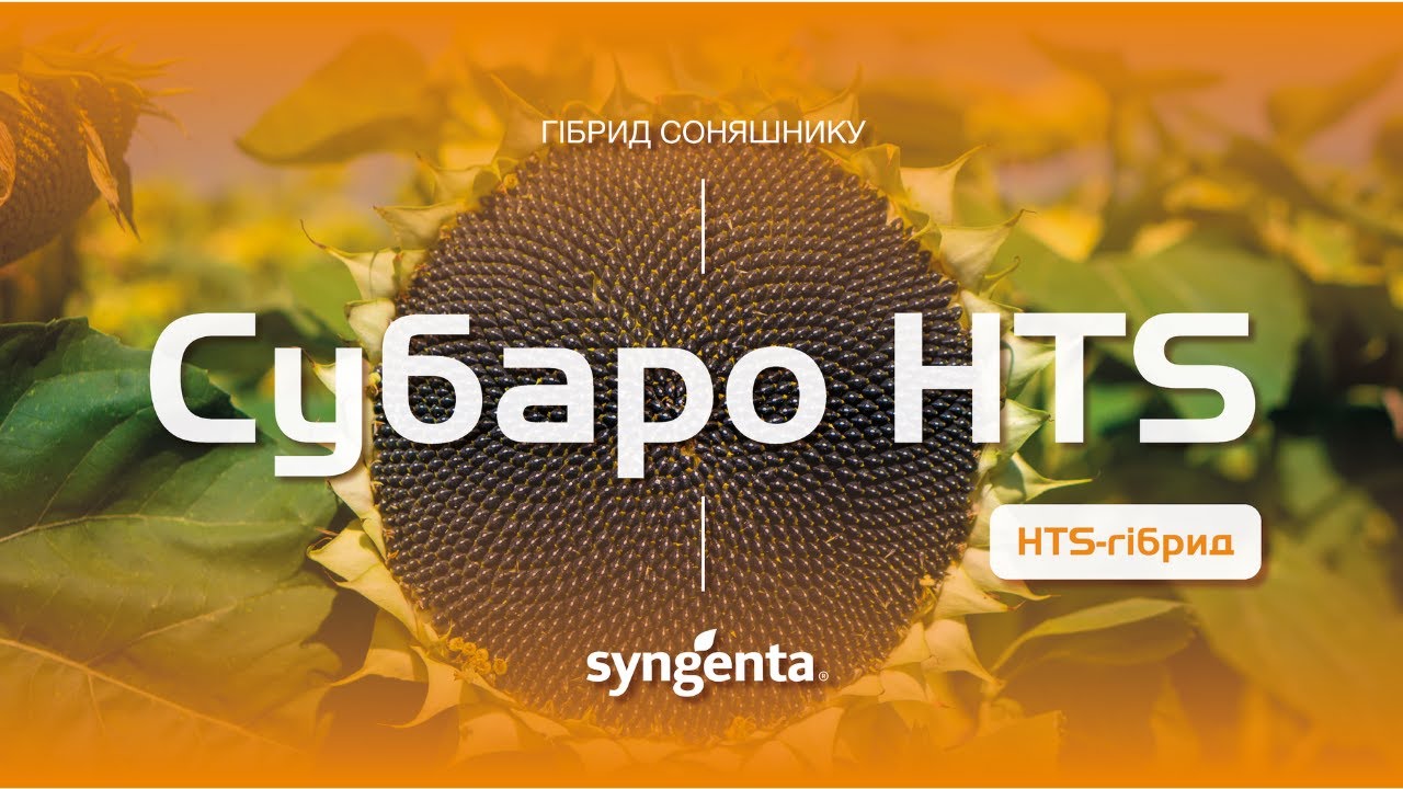 Насіння соняшника Субаро 