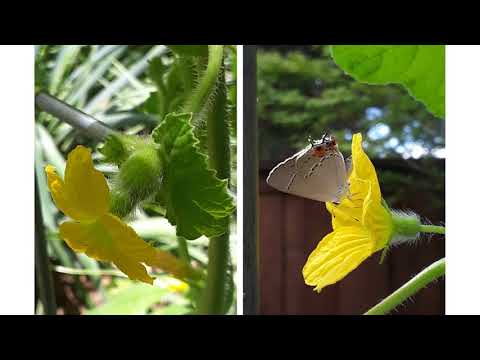 Watermelon and Muskmelon - Cattle Panel Trellis, Male and Female Flowers