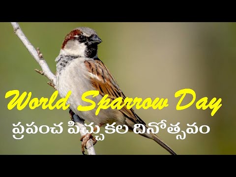 World Sparrow Day Special || March 20 || Science Calendar || Mohammed Dilawar || Kranthikumar