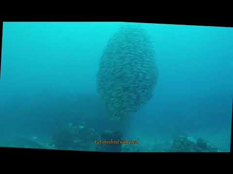 Unveiling Sea Cucumbers: The Oceans Hidden Heroes and Their Vital Role in Marine Health