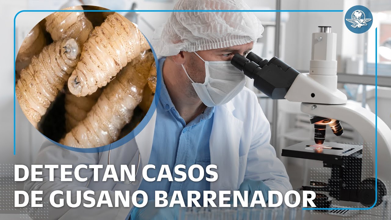 Confirman dos casos de gusano barrenador en humanos en Oaxaca: activan protocolos