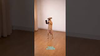 Pero como 🐕🤣😹 #funny #cachorrosdivertidos #comedy #gatogracioso