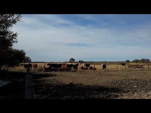 Vacas descansando - Las Arrias, Córdoba #krávy #wakaxo'ob #vacas #cows #çêlek