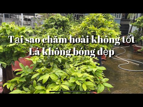 Why do I take care of apricot trees but they don't grow well and have beautiful, shiny leaves? //...