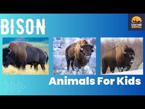 Bison | Animals For Kids | Everything Animal
