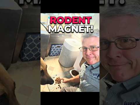 Stop Feeding Roof Rats! (How to Store Dog Food) 🐀🐕