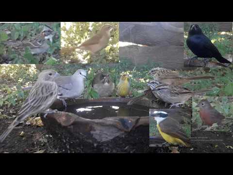#105  Brasita de fuego Cachilo Jilguero dorado Torcacita Tordo  Hornero Benteveo  Chingolo Zorzal 05