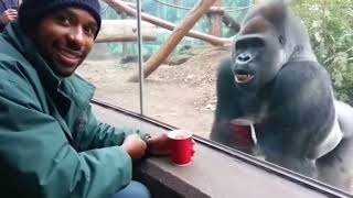 Gorilla vs Bodybuilder: Zoo Tug War ChallengeYou Can't Miss! 