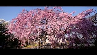 preview picture of video 'The weeping cherry tree of Onomichi city, Hiroshima Japan.  尾道の枝垂桜2014'