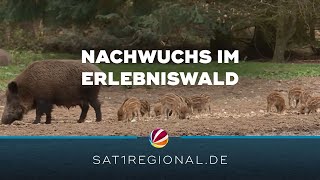 „Frischlingsfest“ im Erlebniswald Trappenkamp: Nachwuchs bei den Wildschweinen u