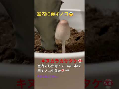 菌根菌を示す図