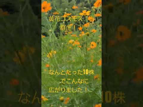 コスモスの花の草原、前景: 硫黄コスモス