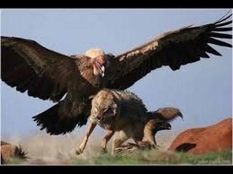 image-Would an eagle eat a small dog?