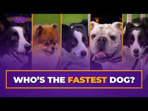 Top 5 Fastest Agility Runs Ever at Westminster Masters Agility