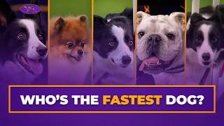 Top 5 Fastest Agility Runs Ever at Westminster Masters Agility gameplay video by alucas, 8:06 duration