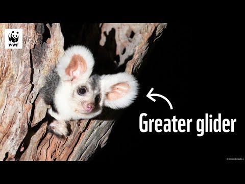 What is a Greater Glider? The Cutest Aussie Animal! | WWF-Australia