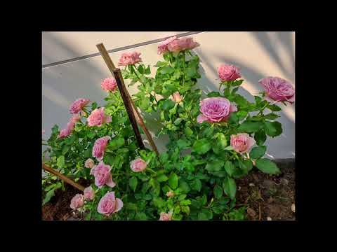 Rose Montmartre.#justmeneena