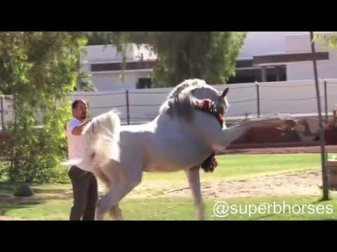 Hariry Al Shaqab. One of the best Arabian horses in the world. حريري الشقب