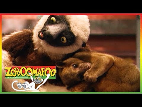 🐵  Zoboomafoo 136 | Hail to tails | Animal shows for kids | Full Episode | HD 🐵