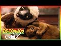 Zoboomafoo 136 Hail To Tails Animal Shows For Kids Full Episode HD