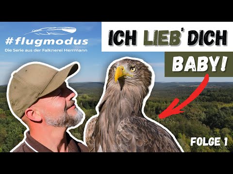 #flugmodus - Die Serie aus der Falknerei Herrmann, Folge 1