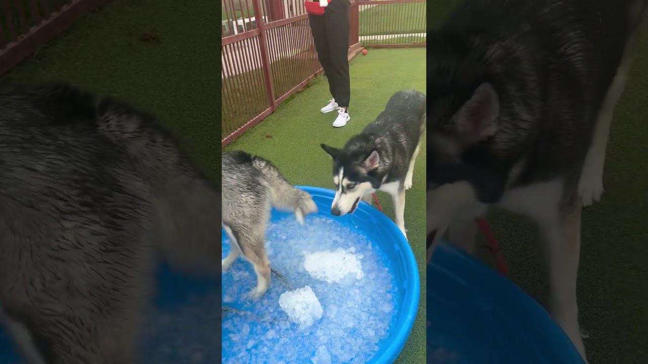 OAKLEY, a Adoptable Siberian Husky in Upland, CA video 6/6