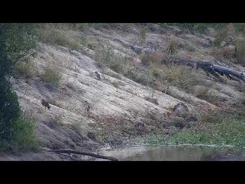 Djuma: Water Thick-knees - 07:38 - 04/06/21