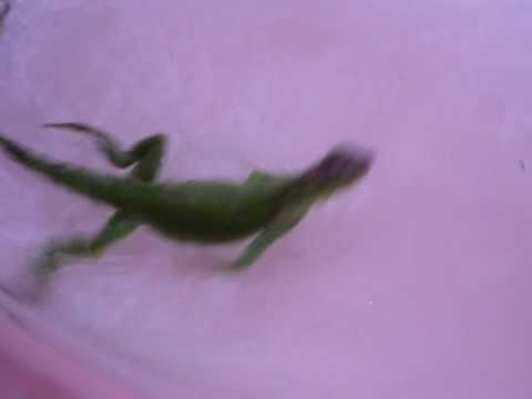 comment prendre un iguane