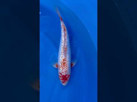 Video Vorschau in Japan