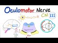 Oculomotor Nerve The 3rd Cranial Nerve CN III Uncal Herniation Neuroanatomy