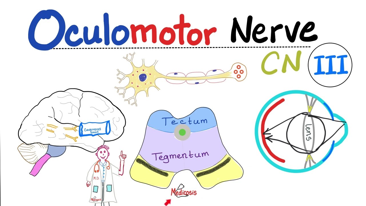 Oculomotor Nerve - The 3rd Cranial Nerve (CN III) - Uncal herniation - Neuroanatomy