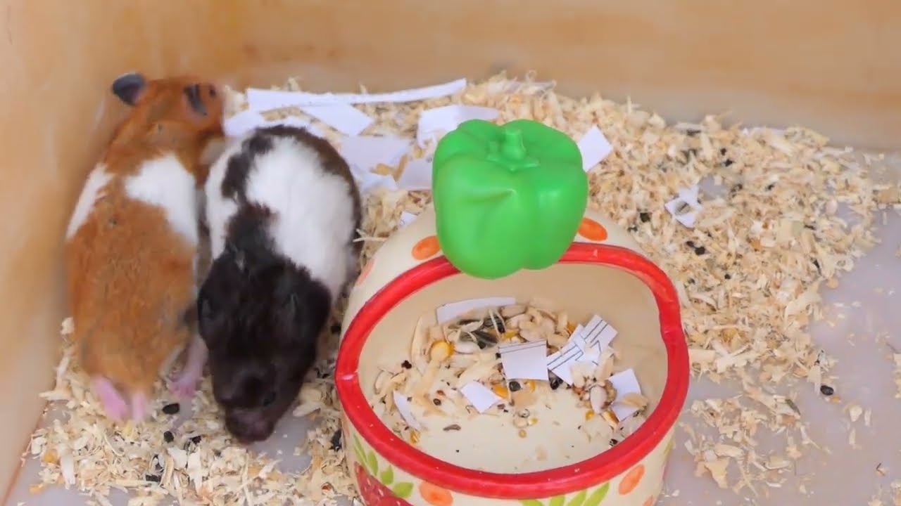 Hamsters Daily Activity - Adorable Hamsters Don't Care About New Toy Because They Are Sleepy