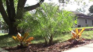 preview picture of video 'Pigmy Date Palm and Crotons - Extreme Landscaping in Minnesota'