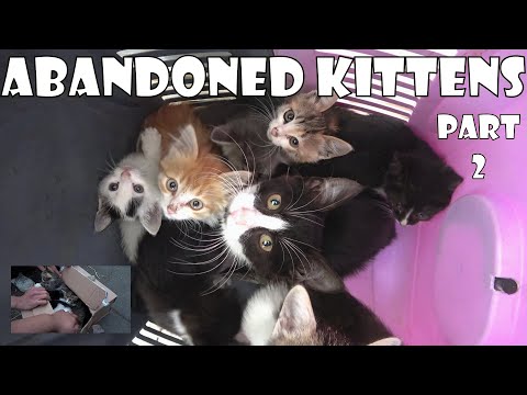 Kittens that were put in a cardboard box and thrown into the forest and abandoned. Kitten Rescue 2