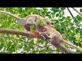 Big child Monkey Santos upset want to drink milk Mama pregnant Sara really very tired from her