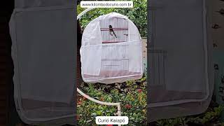 Curió Kaiapó 