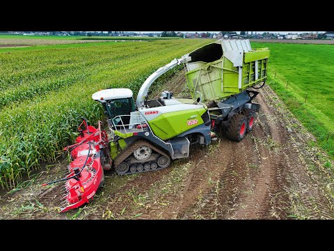 Maize Harvest | Claas Jaguar 980 Field Shuttle | 50m³ Capacity | New Holland T7.270 | De Bruyne