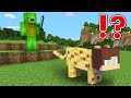 Speedrunner Vs Hunter But You Can Shapeshift Minecraft