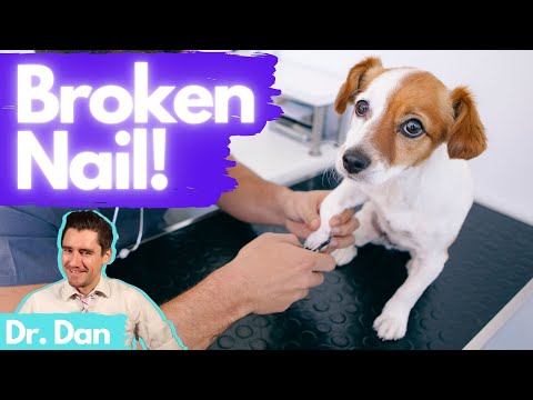 Broken Nail.  How a vet fixes a broken dog nail with Dr. Dan.