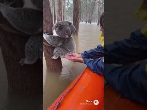 Unbelievable! Stranded koala reaches for rescue in massive flood. It’s so dangerous! #koala