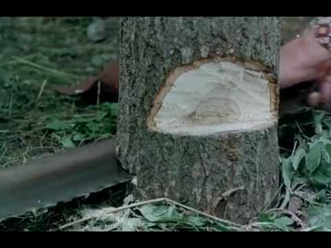 Wycinka drzew Kargul i Pawlak