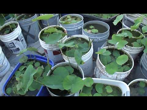 download lagu mp3 mp4 Hardy Lotus, download lagu Hardy Lotus gratis, unduh video klip Hardy Lotus