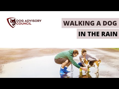 YouTube video about: Should I walk my dog in the rain?