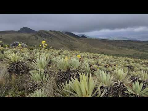 Páramo laguna el alar, une Cundinamarca 