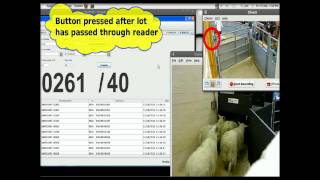 preview picture of video 'Real time EID recording of sheep at market'