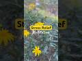 Short Meditation For Stress Relief